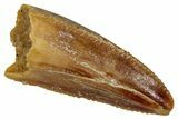 Serrated, Raptor Premaxillary Tooth - Real Dinosaur Tooth #333381-1